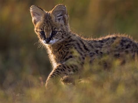 wild kitty cat|Ten Amazing Small Wild Cats .